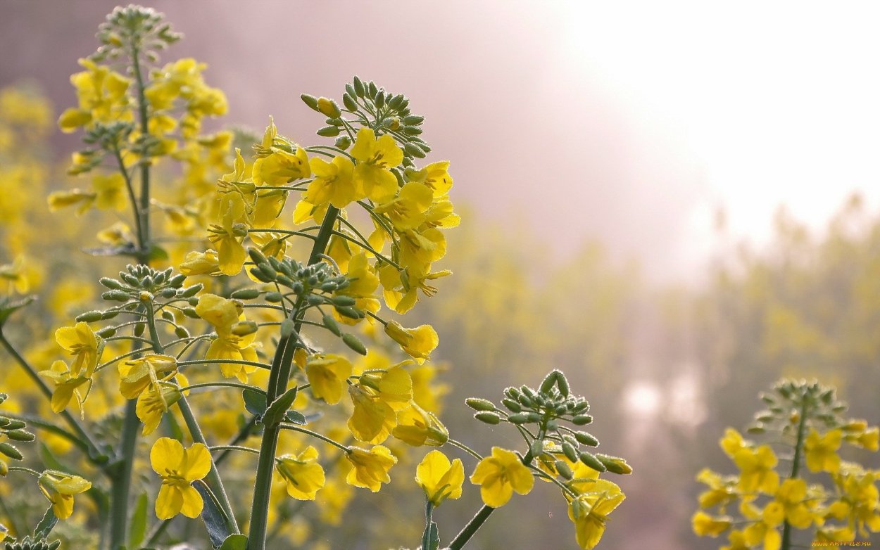 Растение с желтыми цветочками