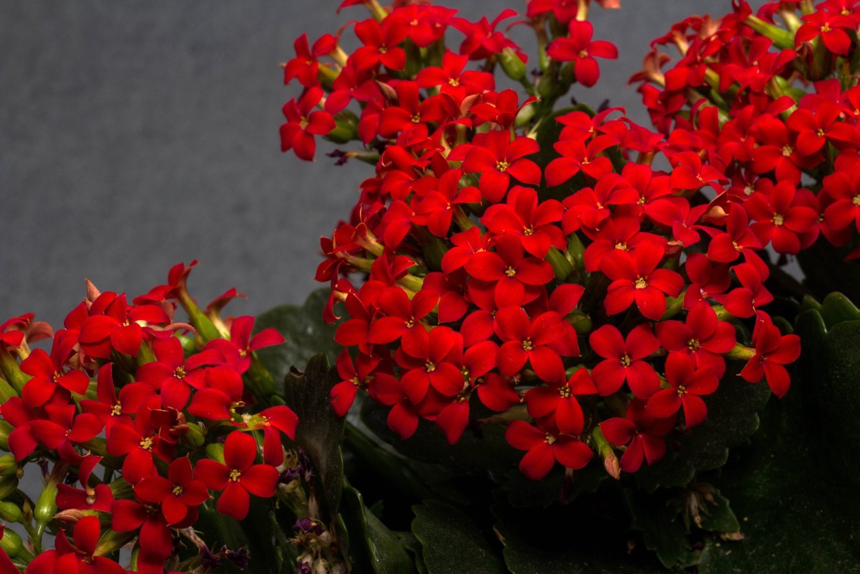 Цветок с мелкими красными цветочками