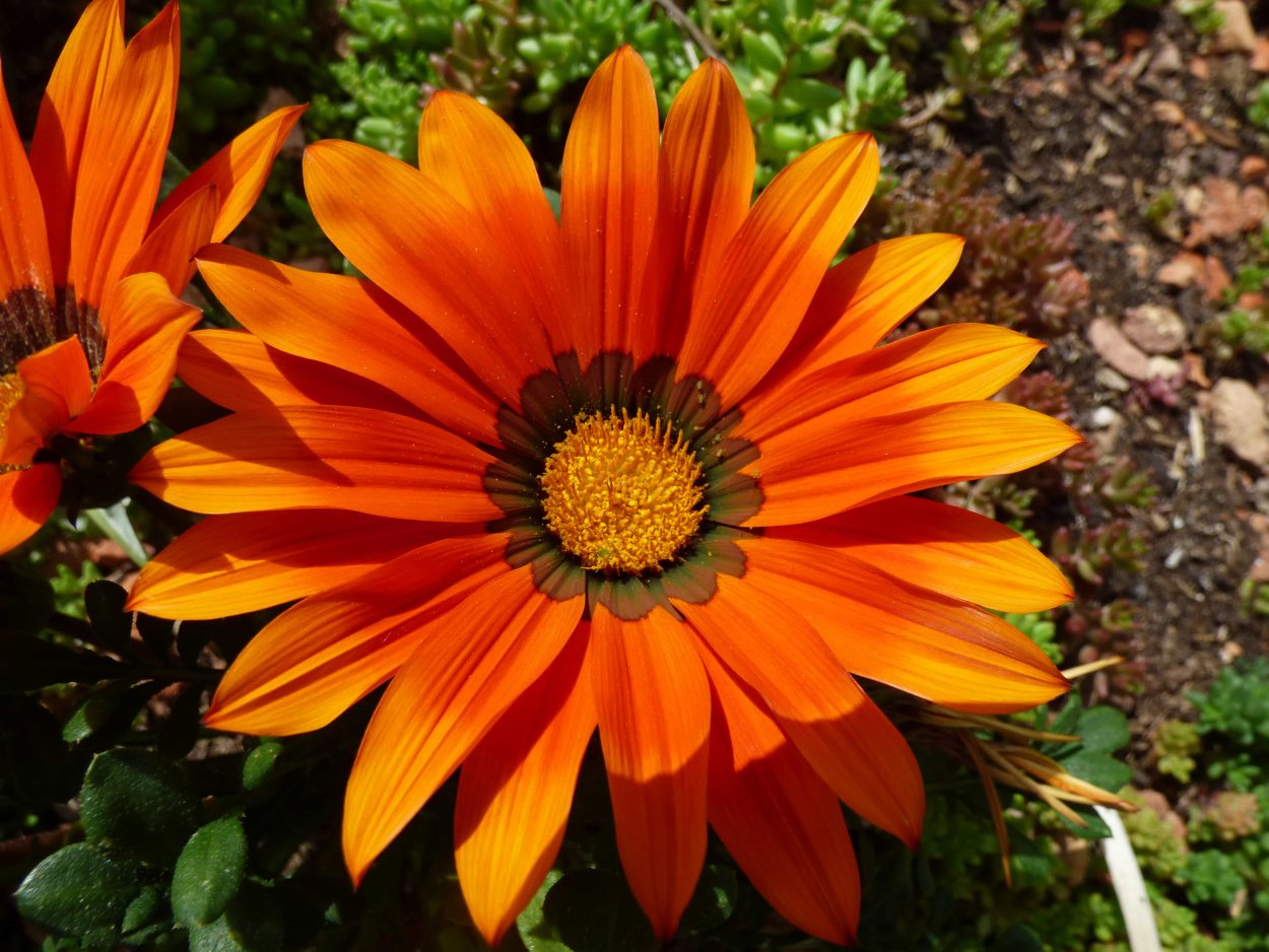 Садовые цветы оранжевого цвета