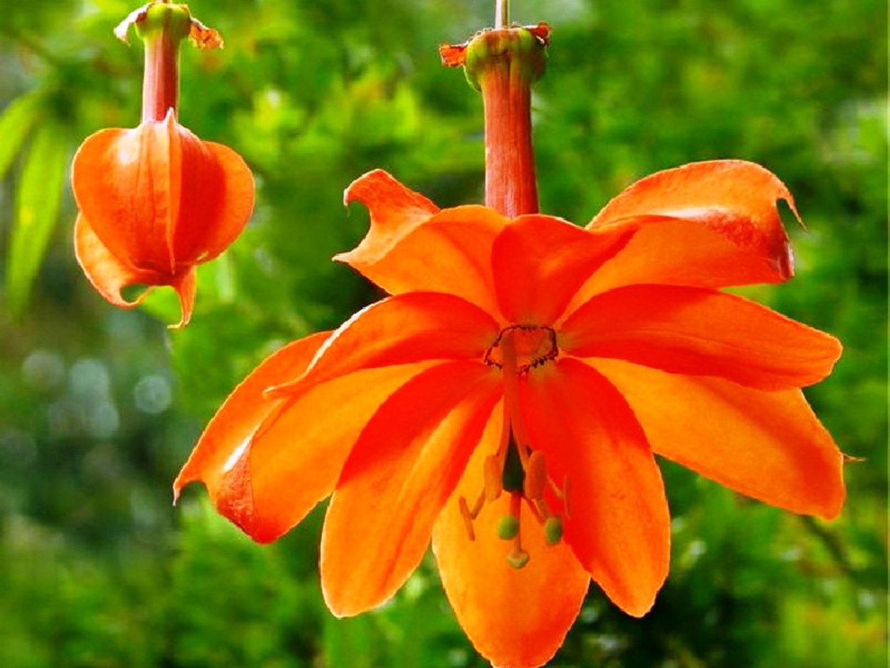 Passiflora оранжевая