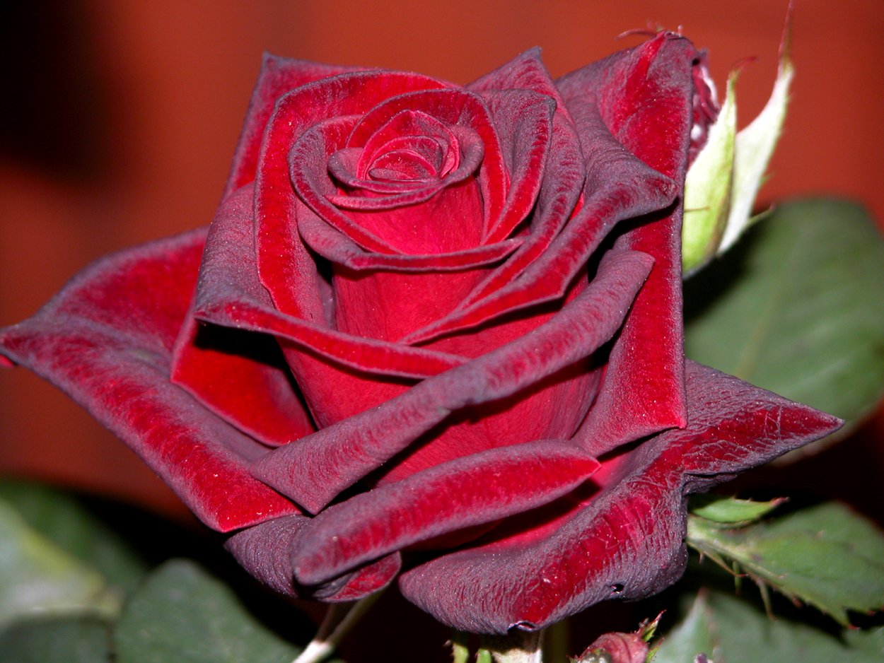 Роза Black-Baccara