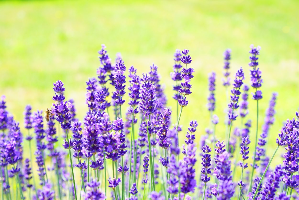 Полевая трава с фиолетовыми цветами