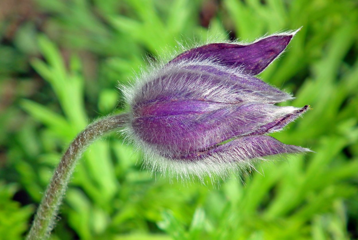 Фиолетовый пушистый цветок