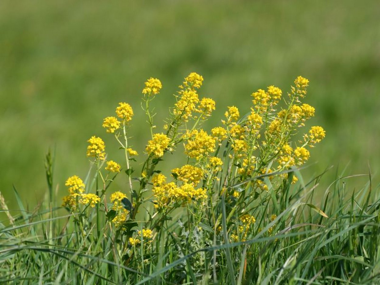 Сурепка обыкновенная (Barbarea vulgaris)