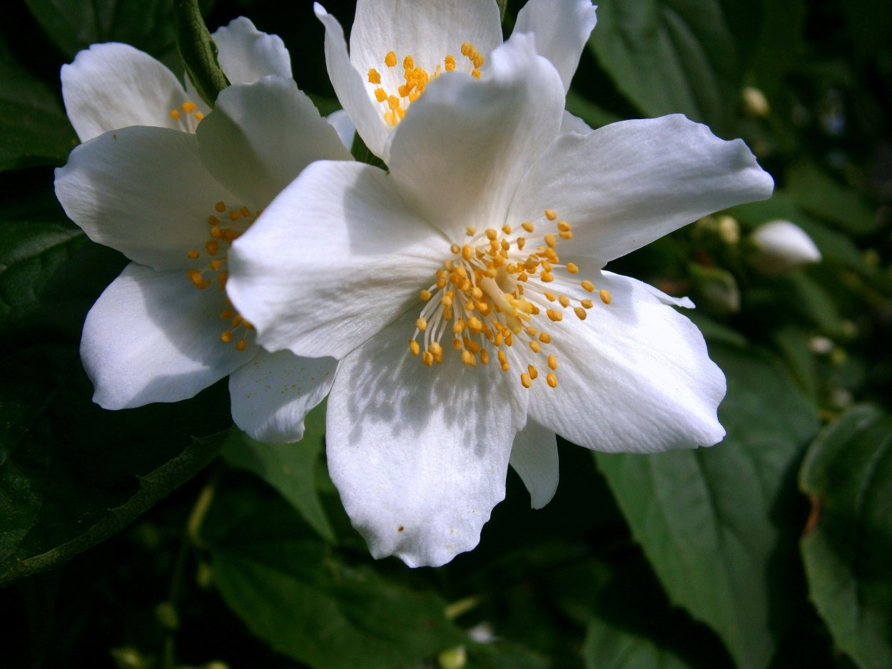 Цветок жасмина Jasminum