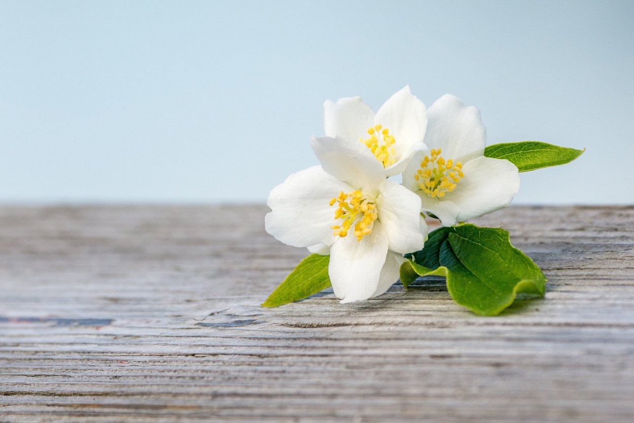 Цветок жасмина Jasminum