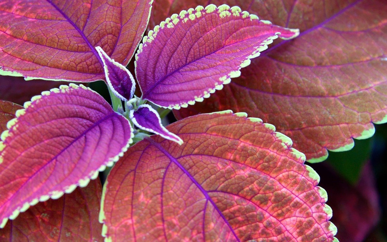 Растения с фиолетовыми листьями