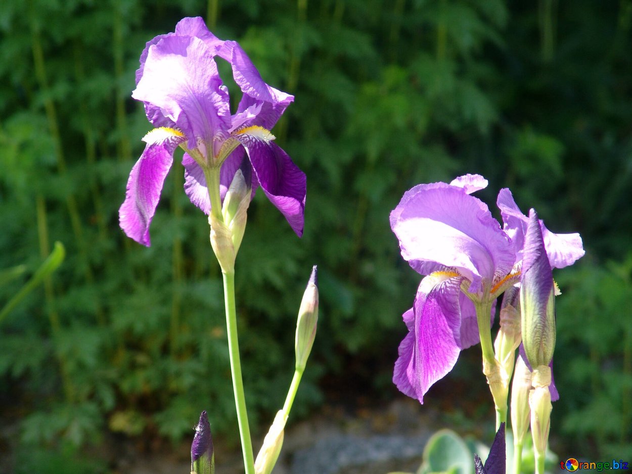 Ирис (Iris), или Касатик, Петушки