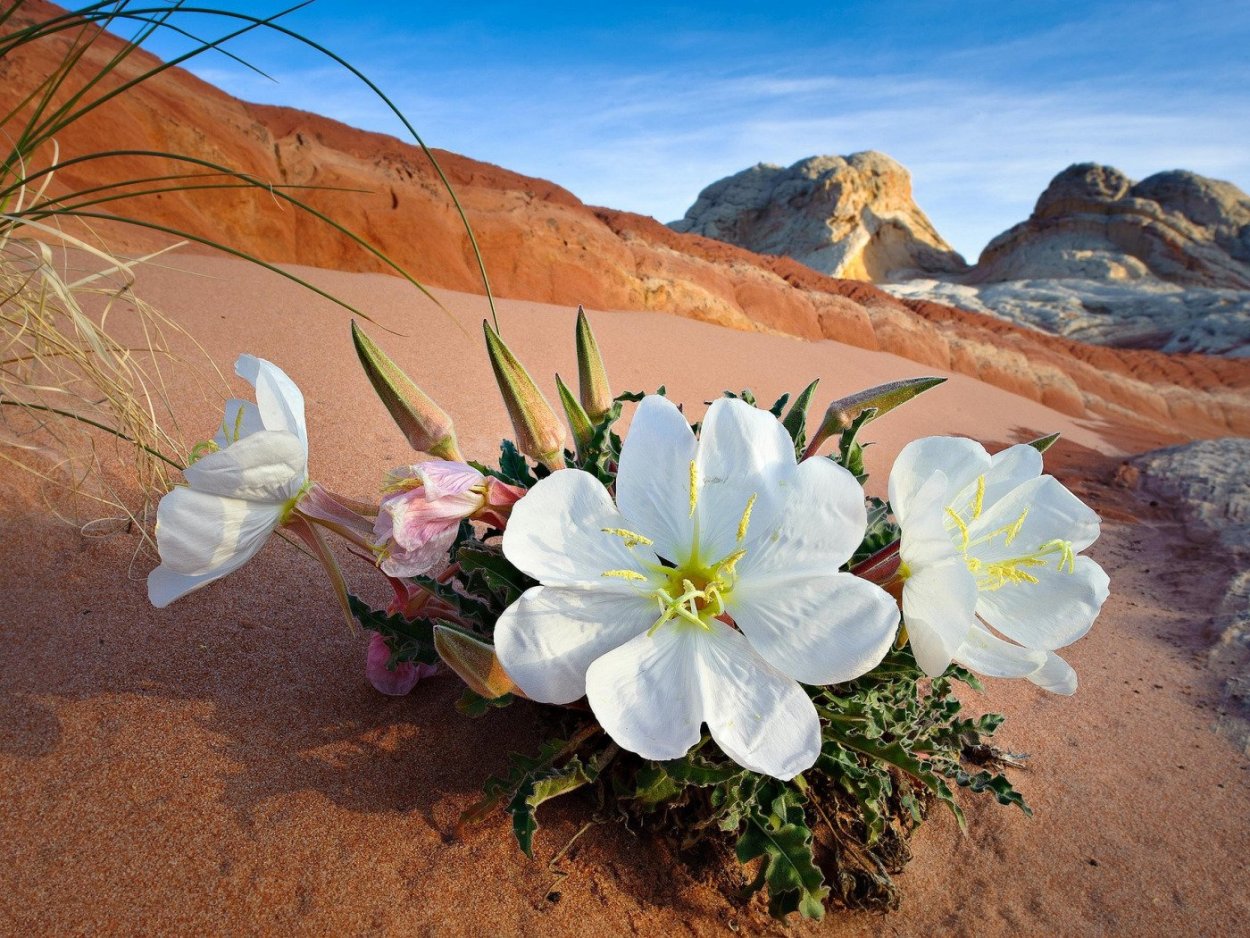 Цветы в пустыне