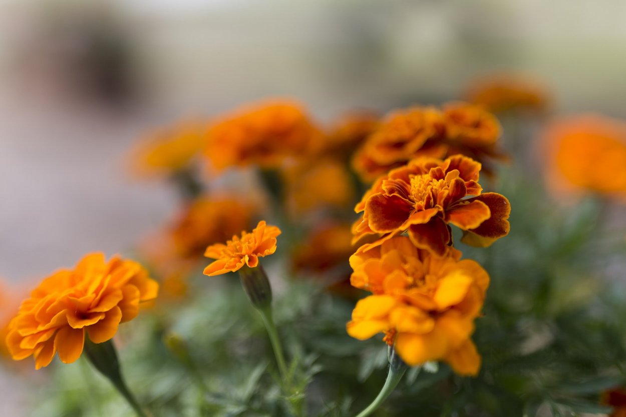 Примула Tagetes Orange