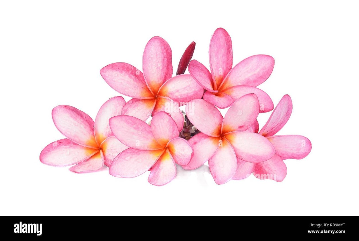 Collection of Frangipani Flower isolated