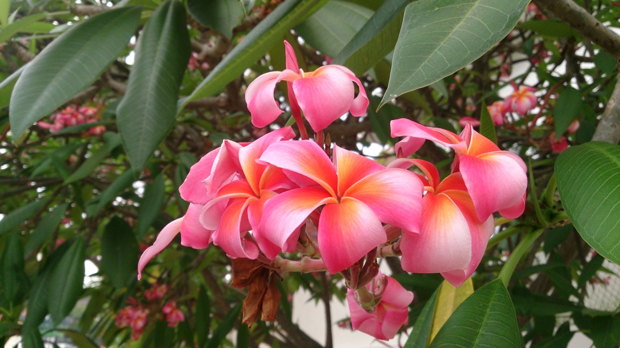 Plumeria rubra King Brilliant Love
