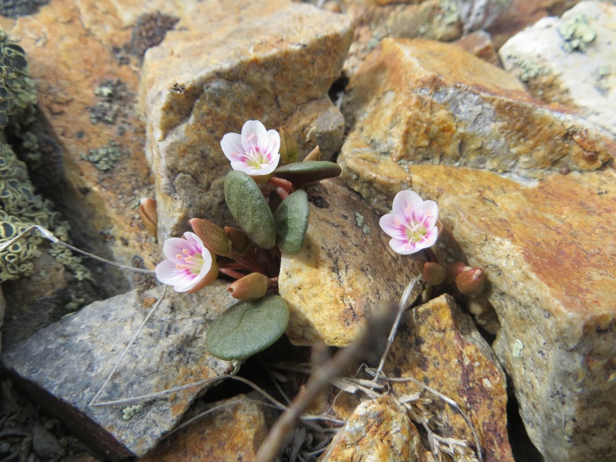 Claytonia rubra