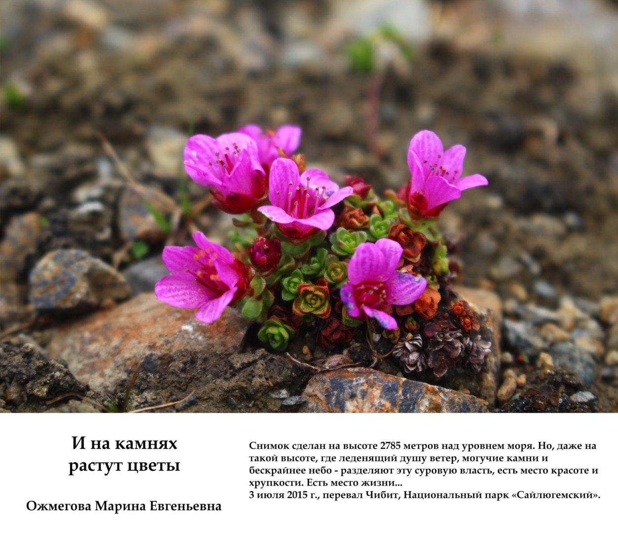 Растения и цветы, которые растут в камнях