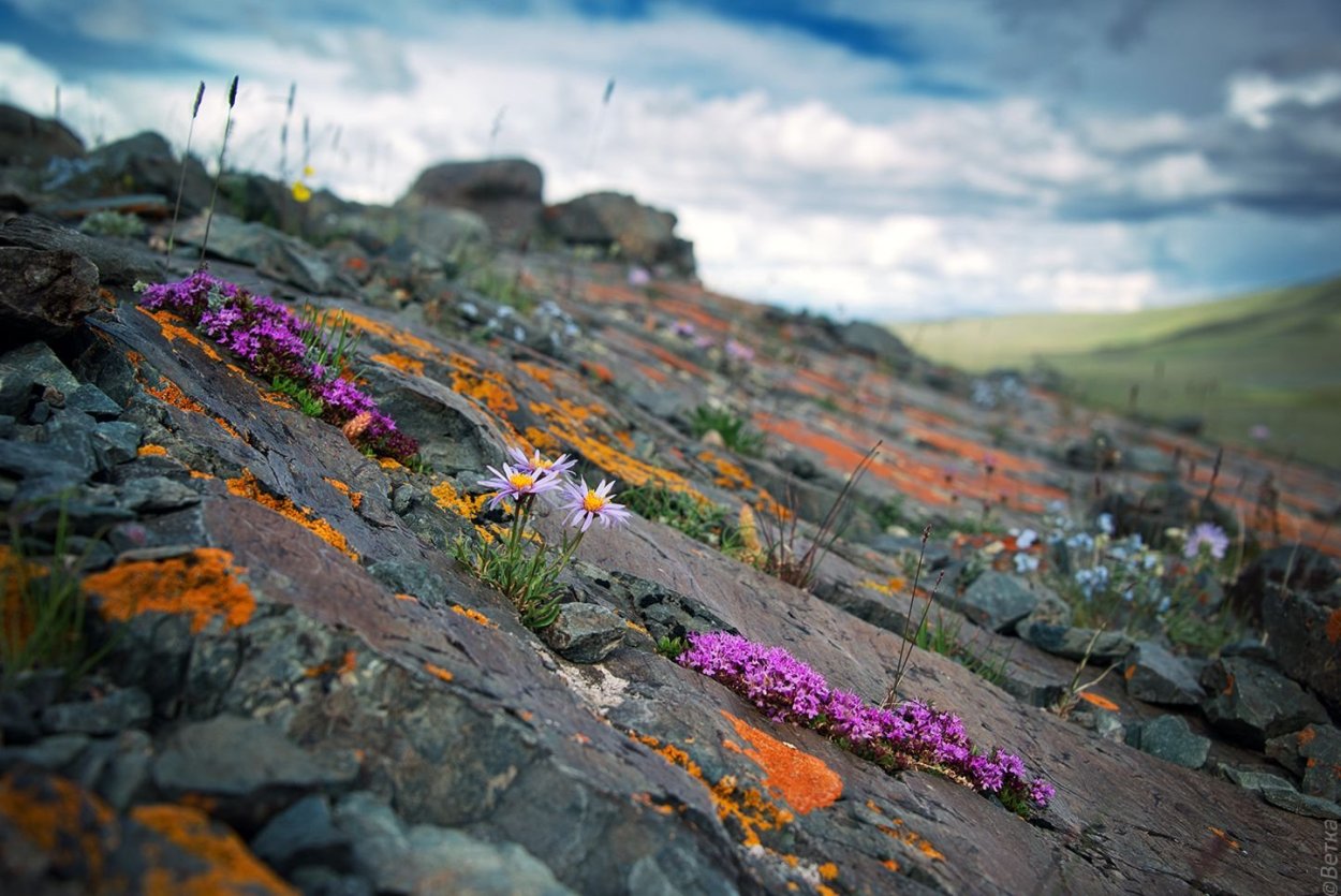 Камни горного Алтая