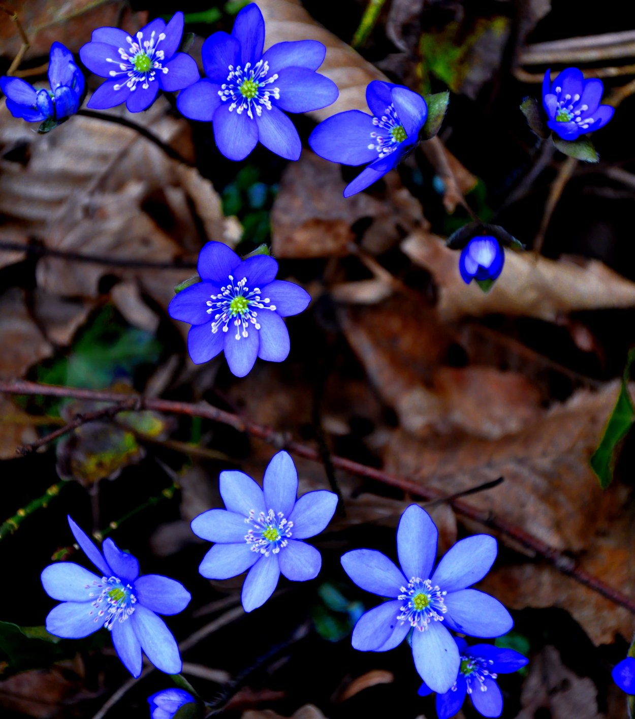 Hepatica Nobilis