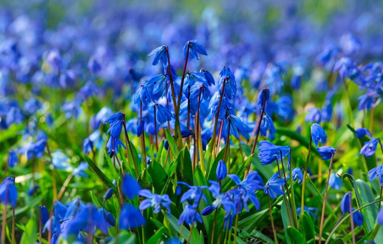 Синие цветы весной
