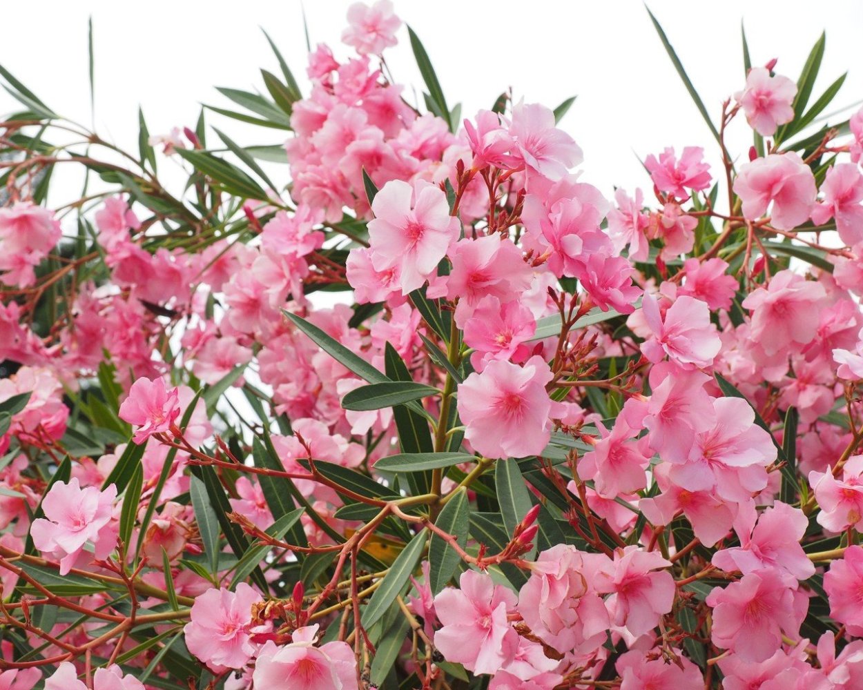 Южный кустарник с розовыми цветами