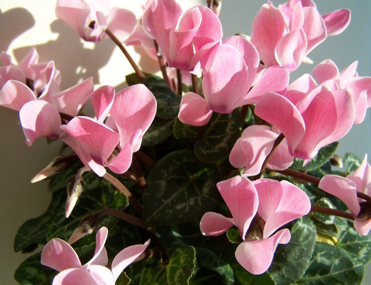 Комнатные растения с розовыми цветами