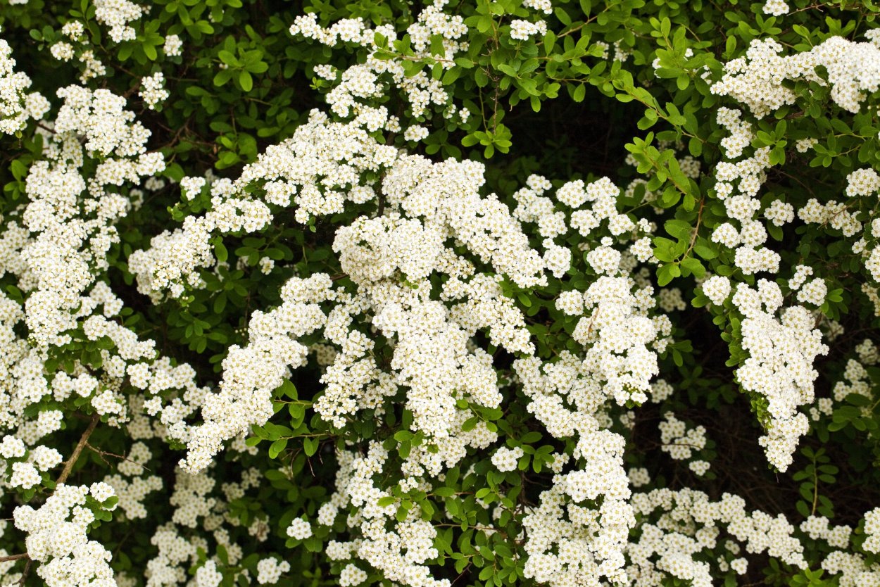 Садовый кустарник с белыми цветами