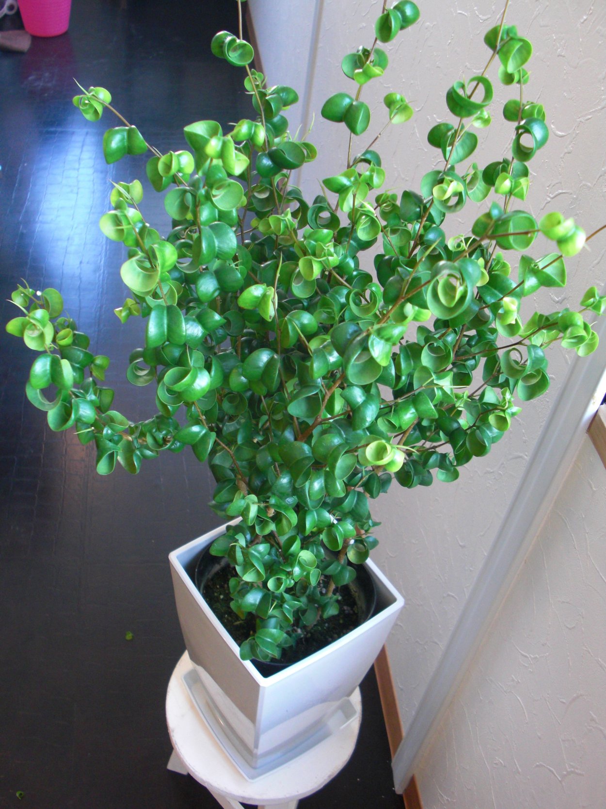 Комнатное растение с маленькими листочками