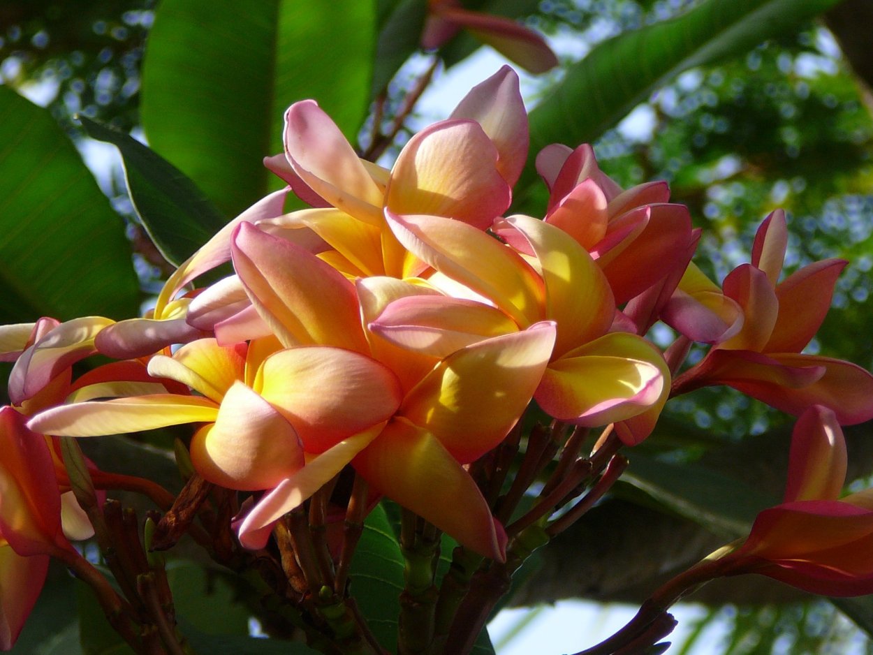 Plumeria Alba дерево