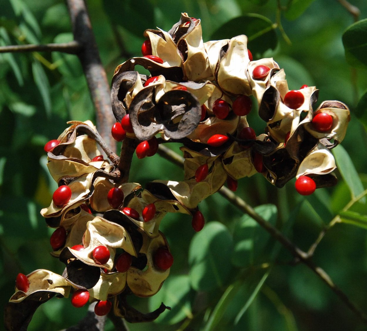 Adenanthera Pavonina