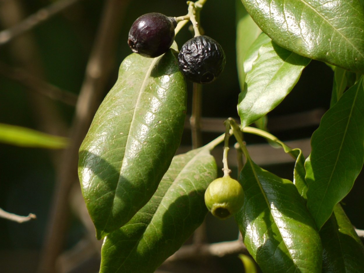 Sonoma Santalum
