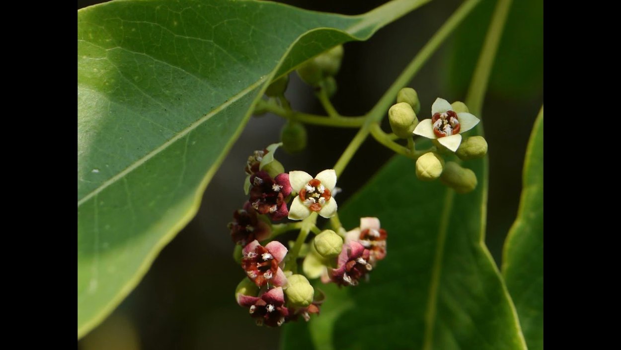 Santalum Sandalwood