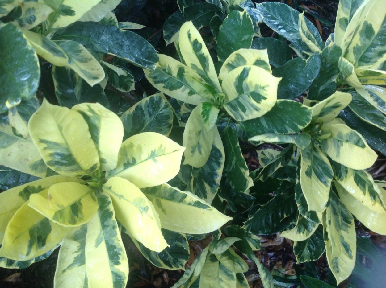 Croton eburneum/Кротон Эбурнеум