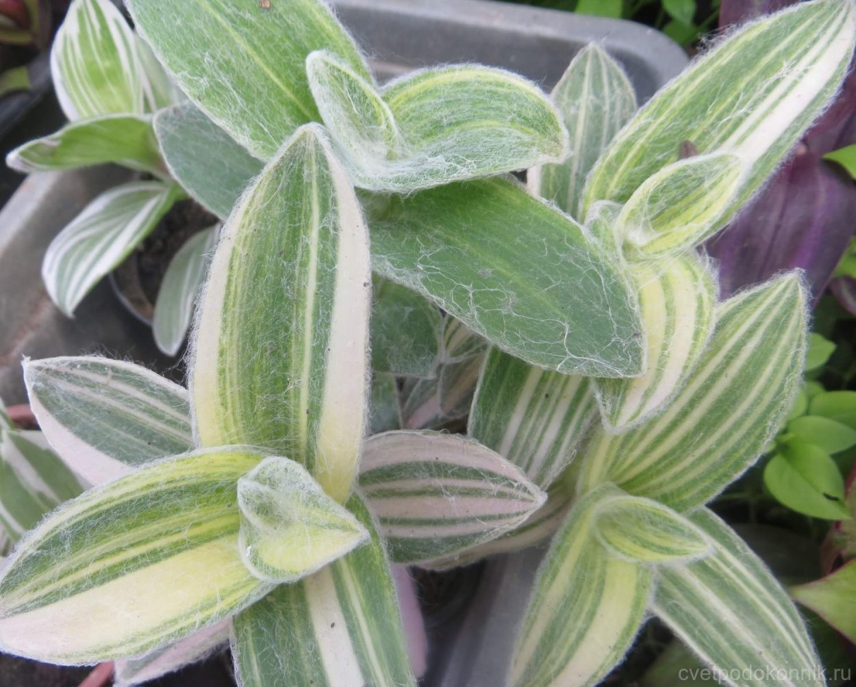 Традесканция "sillamontana variegata"