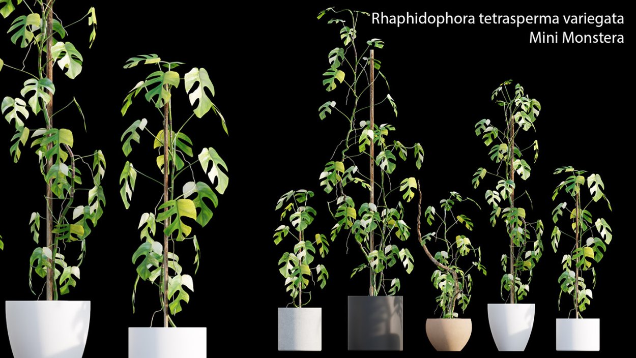 Rhaphidophora tetrasperma