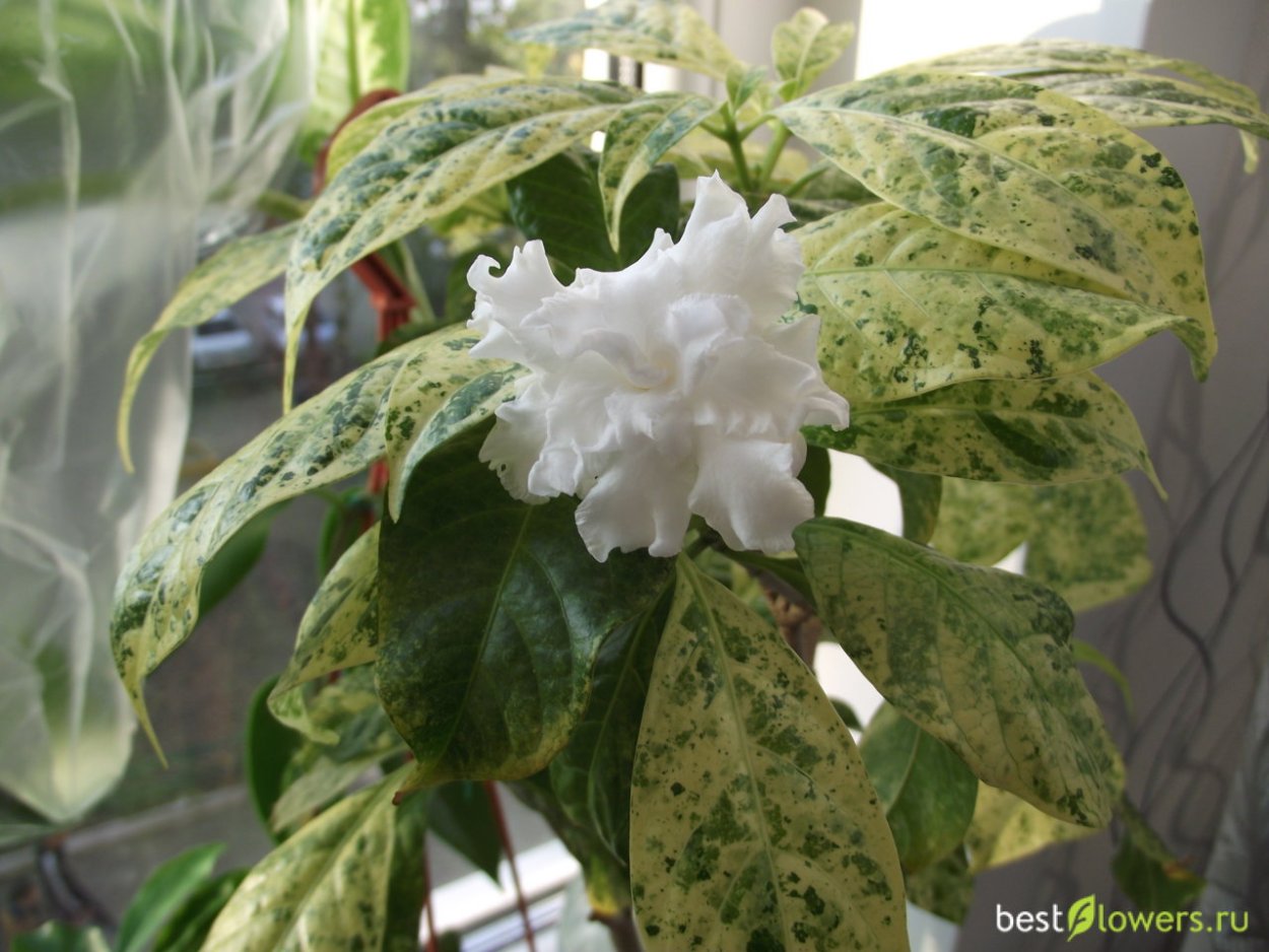 Табернемонтана Golden variegata