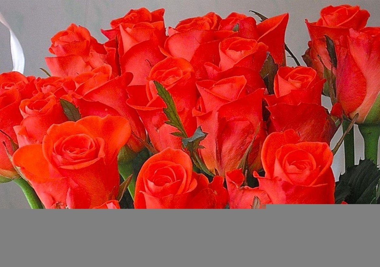 Алые розы