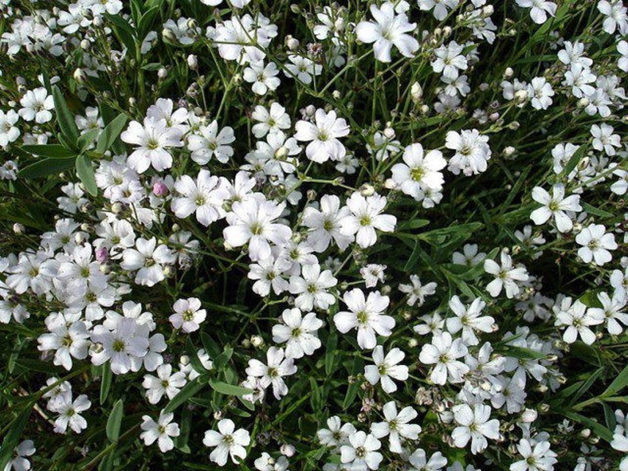 Гипсофила repens