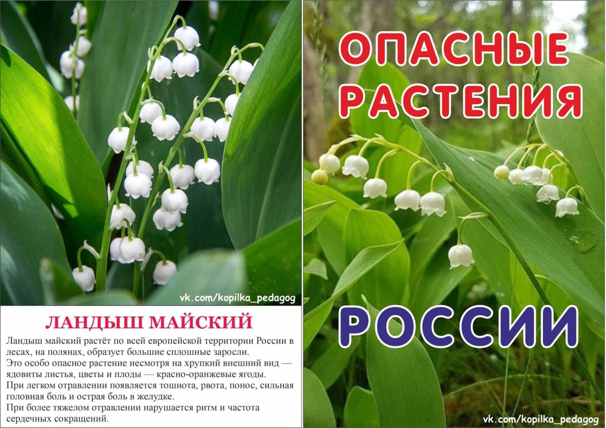 Опасные растения России