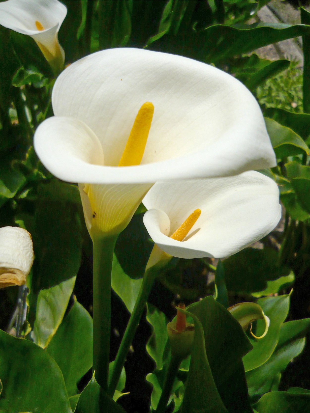 Калла Зантедеския Zantedeschia aethiopica