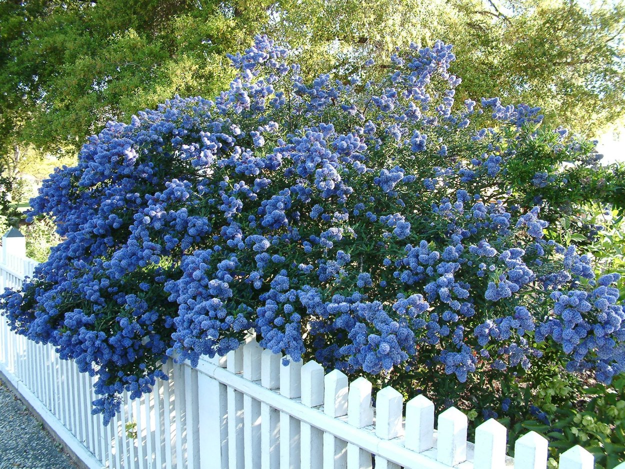 Кустарник с голубыми цветами