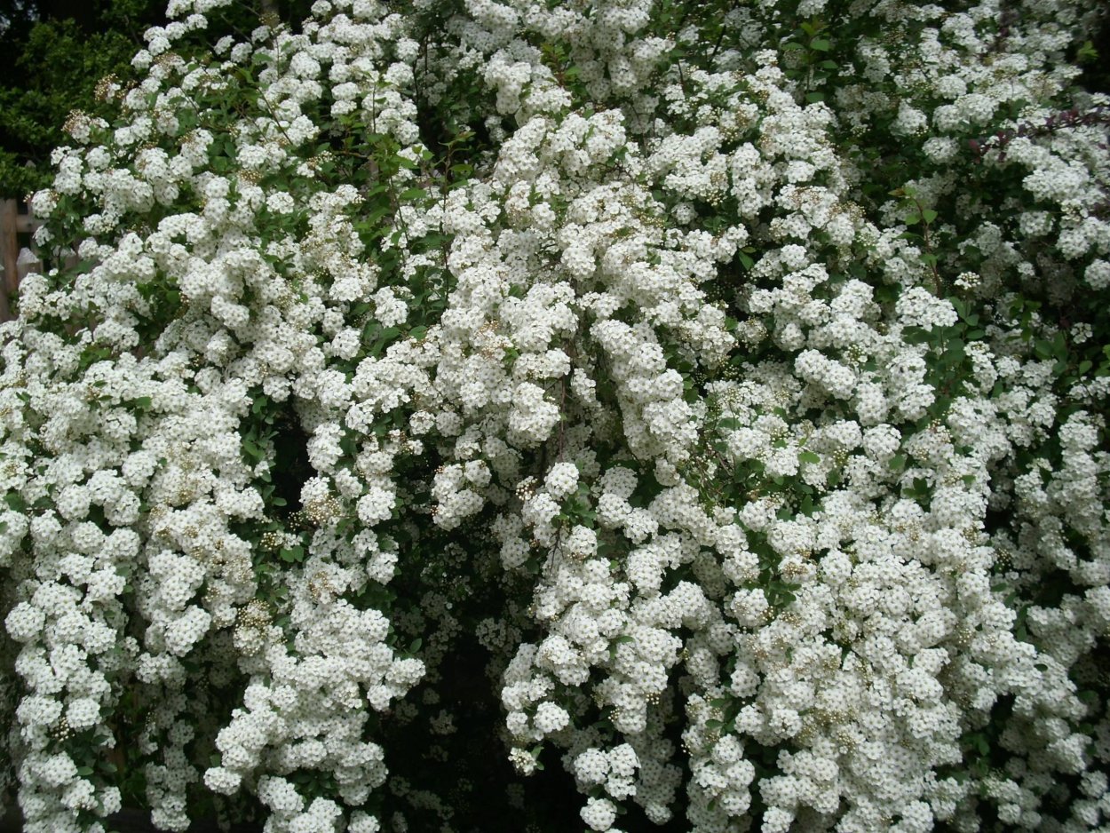 Домашний куст с белыми цветами