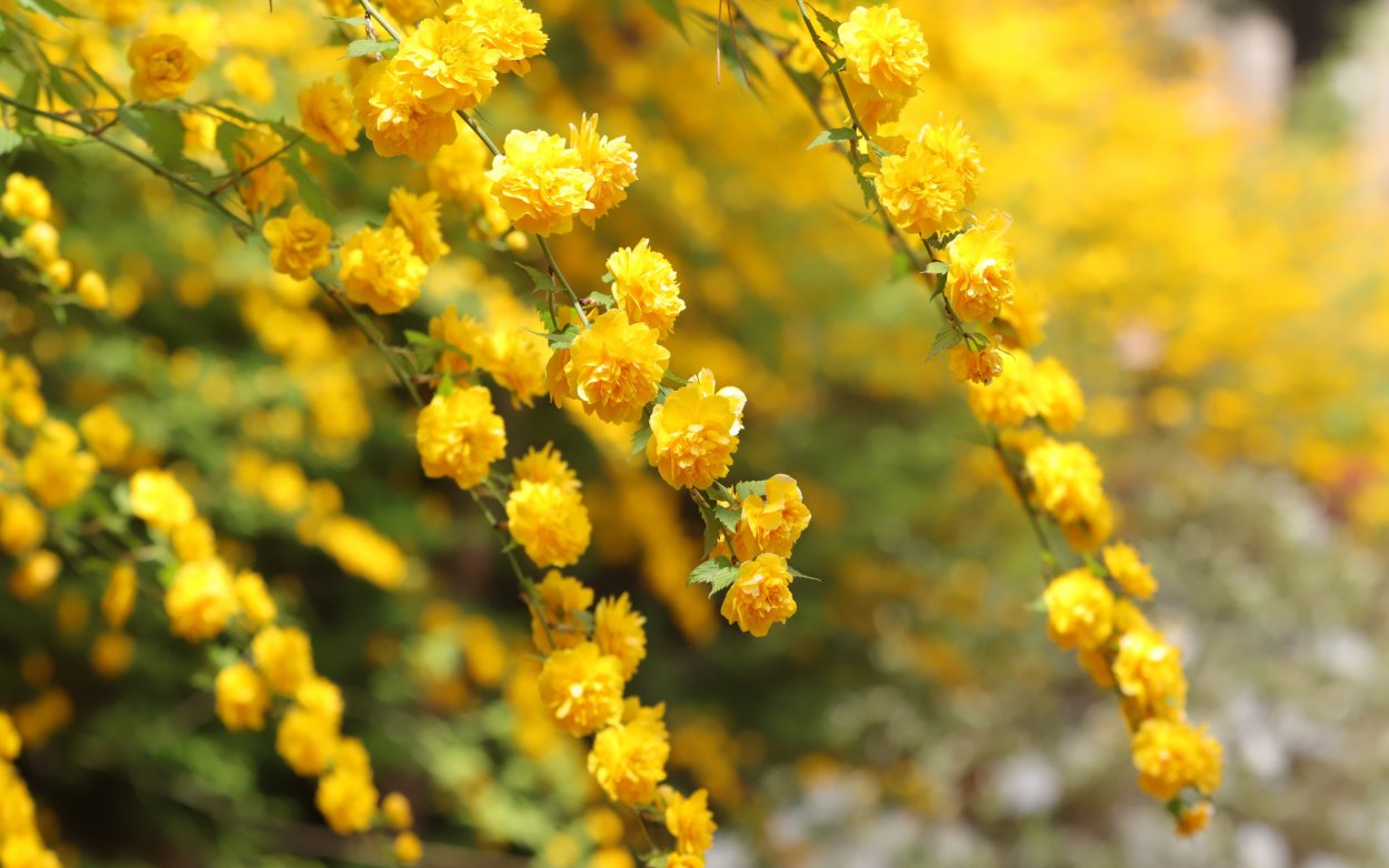 Кустарник с желтыми цветочками