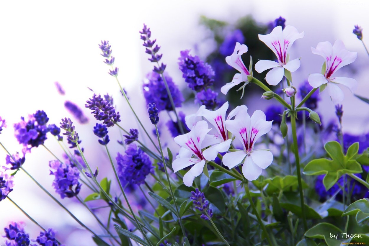 Фиолетовый цветок полевой