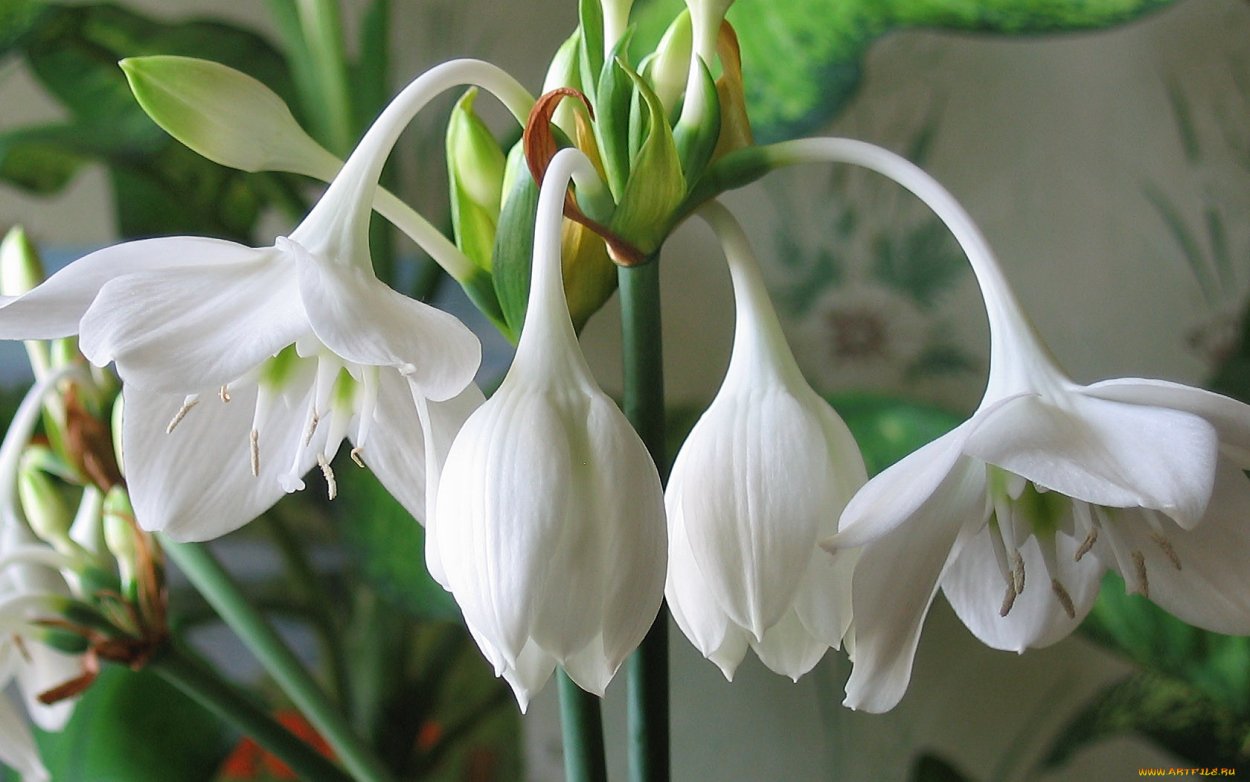 Цветок с белыми колокольчиками