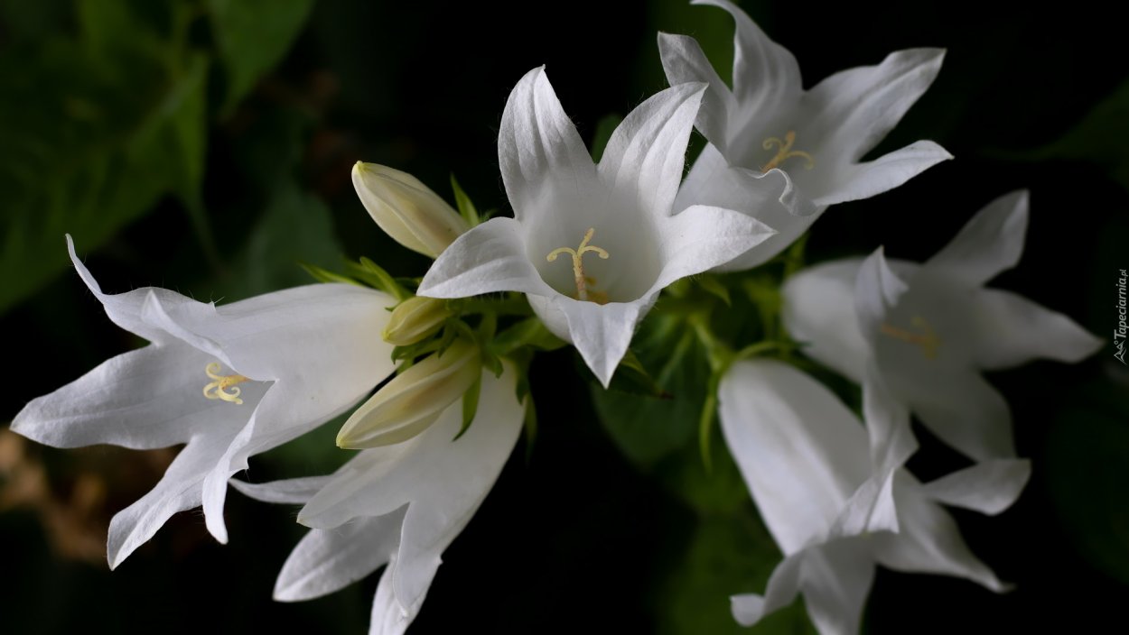 Campanula lactiflora 'Alba'