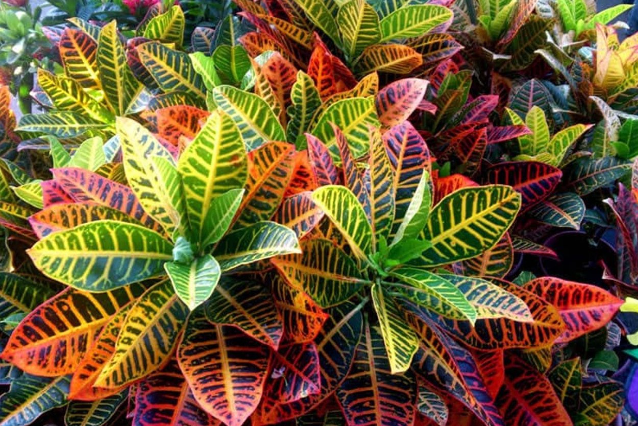 Растения с цветными листьями