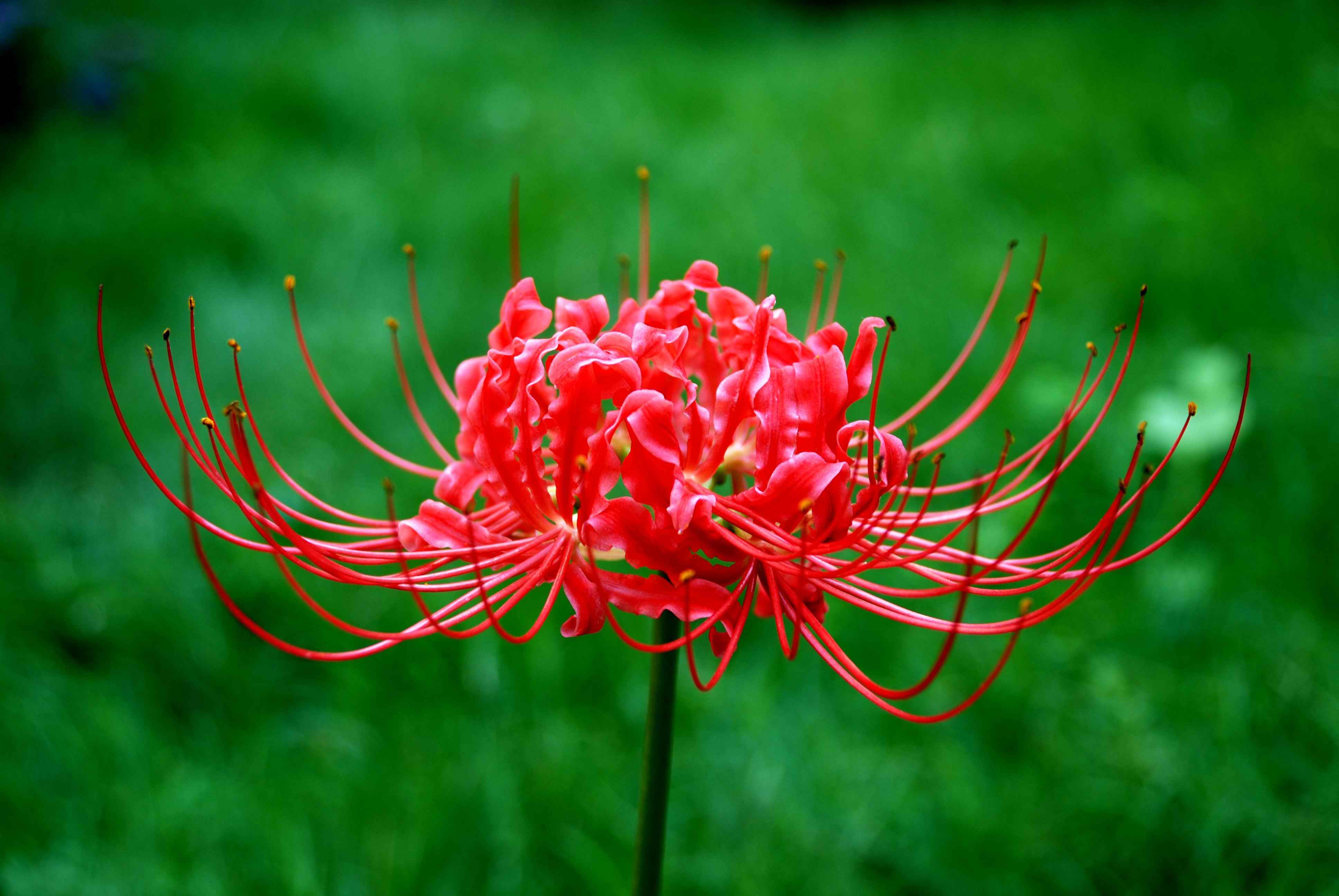 Flower mm2. Ликорис Лучистый. Хиганбана ликорис. Хиганбана (красная Паучья Лилия). Японские цветы ликорис.
