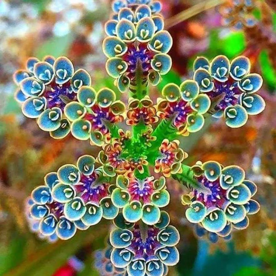 Kalanchoe thyrsiflora