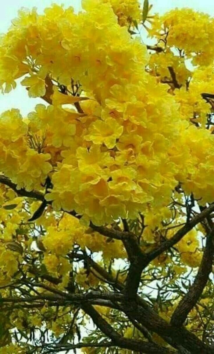 Tabebuia chrysotricha