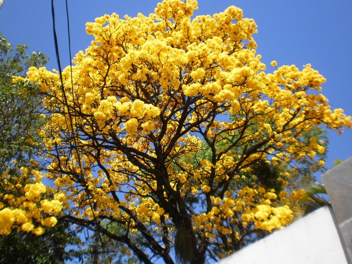Табебуйя дерево. Акация Мимоза. Табебуйя желтая. Китайская Мимоза дерево. Цветок без листьев с желтыми цветами