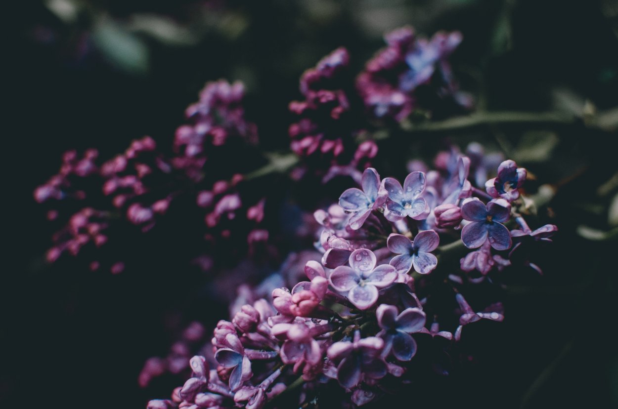 Unsplash сирень