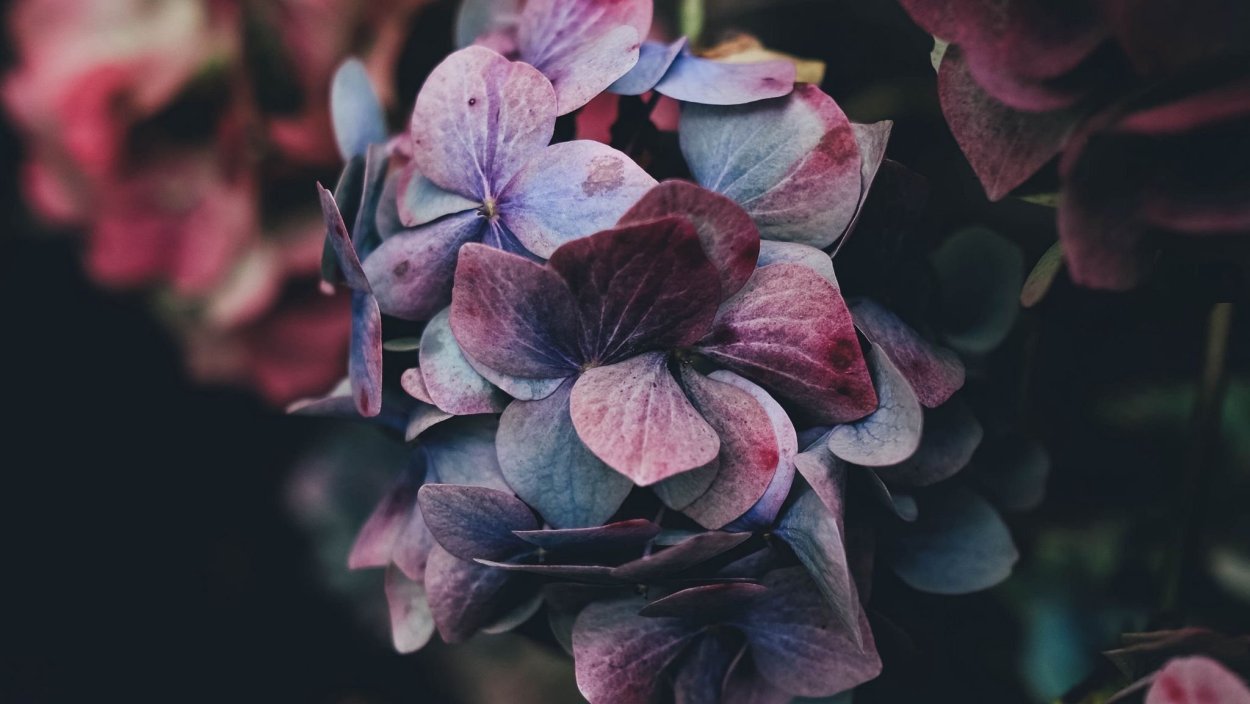 Гортензия Red Beauty Purple